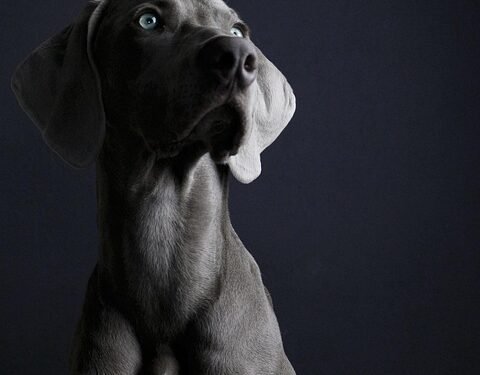 The Secret to Success: Private Dog Training Unleashed