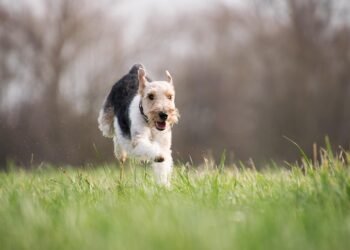 Transforming Aggression: Expert Dog Training Near You