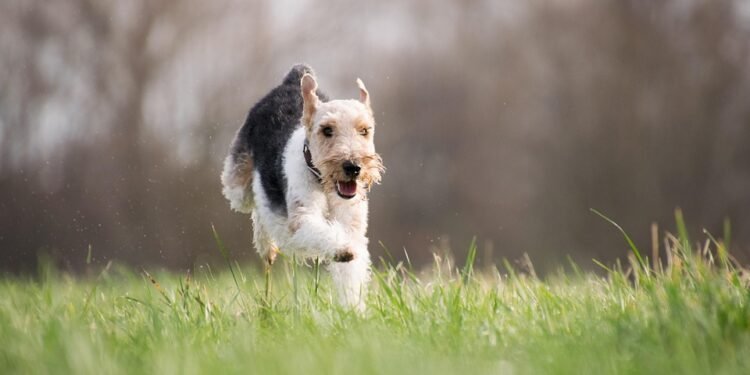 Transforming Aggression: Expert Dog Training Near You