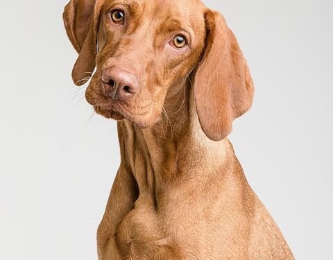 Healthy Homemade Dog Treats: Vet-Approved Recipes Without Flour