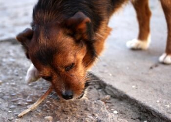 Safe and Dangerous: A Guide to What Human Foods Dogs Can Eat
