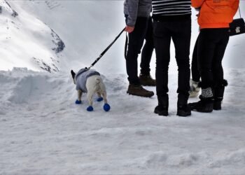 Cozy Canines: The Ultimate Guide to Stylish Sweaters for Your Furry Friend