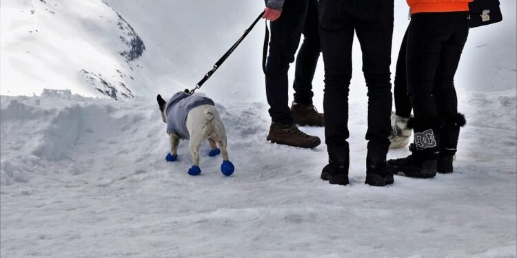 Cozy Canines: The Ultimate Guide to Stylish Sweaters for Your Furry Friend