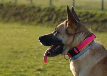 Unleash Your Dog’s Potential with the Ultimate Tactical Collar