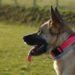 Unleash Your Dog’s Potential with the Ultimate Tactical Collar