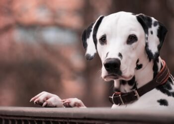 Unleash Your Pup’s Style with Metal Dog Collars: A Guide to Trendy and Tough Accessories