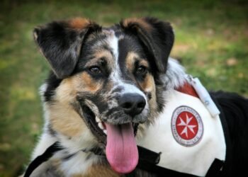 Paw-sitively Perfect: Finding the Best Dog School Near Me