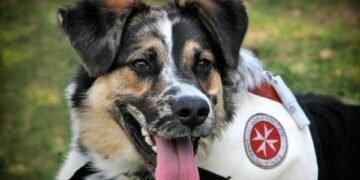 Paw-sitively Perfect: Finding the Best Dog School Near Me