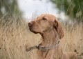 Commander’s Collar: The Ultimate Tactical Gear for Your Canine Companion
