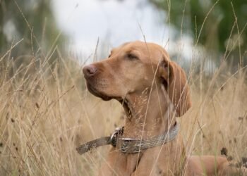 Commander’s Collar: The Ultimate Tactical Gear for Your Canine Companion