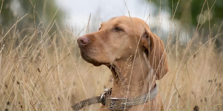 Commander’s Collar: The Ultimate Tactical Gear for Your Canine Companion