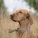 Commander’s Collar: The Ultimate Tactical Gear for Your Canine Companion