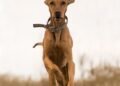 Unleash Your Dog’s Potential: The Ultimate Tactical Dog Collar Guide