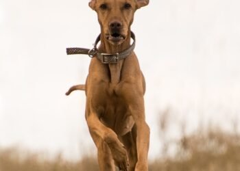Unleash Your Dog’s Potential: The Ultimate Tactical Dog Collar Guide