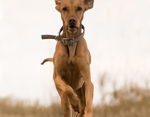 Unleash Your Dog’s Potential: The Ultimate Tactical Dog Collar Guide