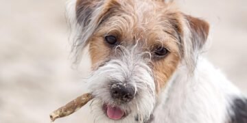 Pawsitively Delicious: The Ultimate Guide to Dog-Friendly Dining