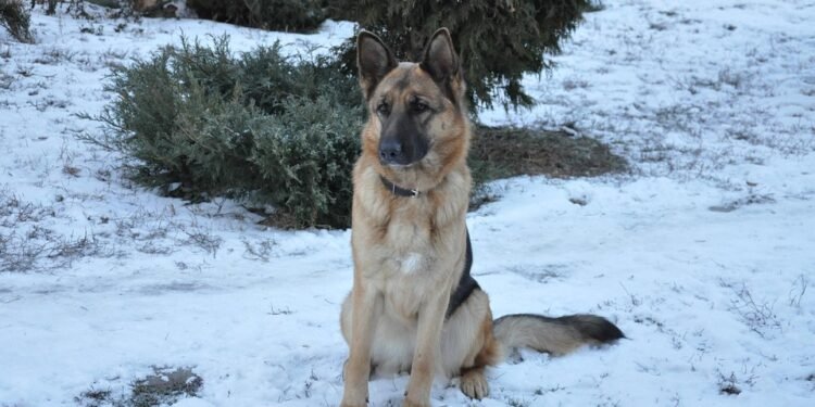 Pawsitive Results: Find Top Therapy Dog Training Near You