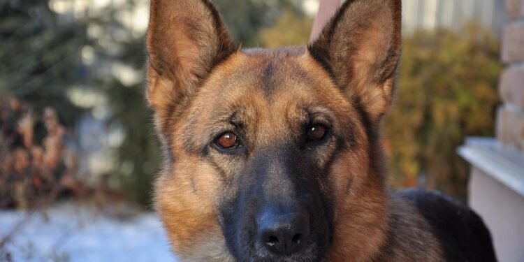 The Tail-Wagging Solution: Private Dog Training for a Well-Behaved Pup