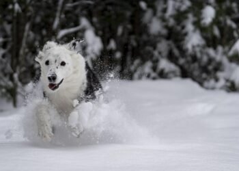 Pawsitive Connections: Unlocking Your Dog’s Social Potential with Our Socialization Classes