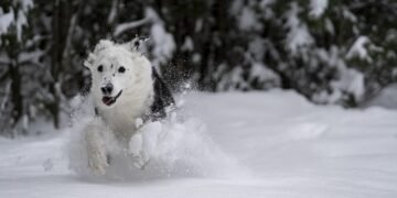 Pawsitive Connections: Unlocking Your Dog’s Social Potential with Our Socialization Classes