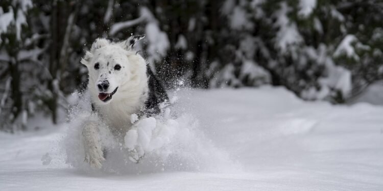 Pawsitive Connections: Unlocking Your Dog’s Social Potential with Our Socialization Classes