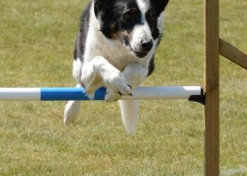 Unlock Your Dog’s Potential: Free Training Near You!