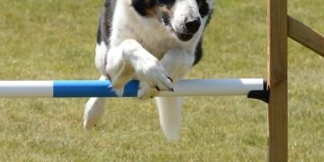 Unlock Your Dog’s Potential: Free Training Near You!