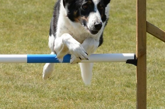 Unlock Your Dog’s Potential: Free Training Near You!