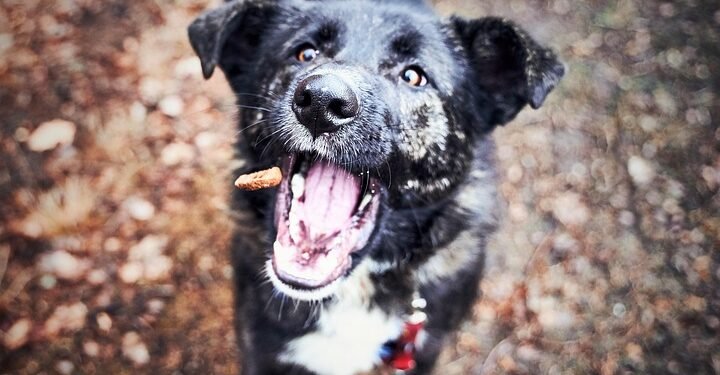 Trimming the Pounds: The Ultimate Guide to the Best Dog Food for Weight Loss