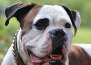 Unleash Style: The Ultimate Guide to Designer Dog Collars