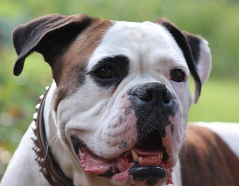 Unleash Style: The Ultimate Guide to Designer Dog Collars