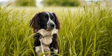 Unleash Your Dog’s Potential: Discover the Best Training Camp Near You!