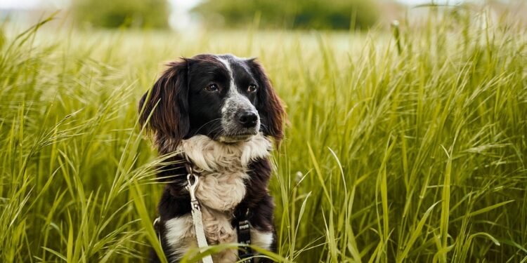 Unleash Your Dog’s Potential: Discover the Best Training Camp Near You!