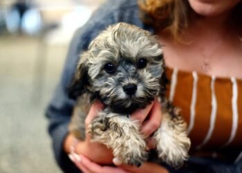 Unleash Your Dog’s Potential: Top-rated Training Classes Near You