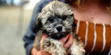 Unleash Your Dog’s Potential: Top-rated Training Classes Near You