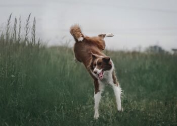 Unleash the Healing Power: Find Top-rated Therapy Dog Training Near You