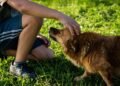Unleash Your Dog’s Potential: Free Training Programs Near Me