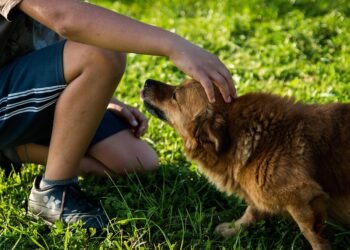 Unleash Your Dog’s Potential: Free Training Programs Near Me