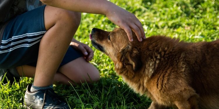 Unleash Your Dog’s Potential: Free Training Programs Near Me