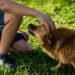 Unleash Your Dog’s Potential: Free Training Programs Near Me