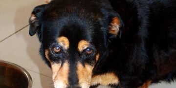 Bark-Worthy Banana Treats: Vet-Approved Recipes for Homemade Dog Delights