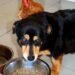 Bark-Worthy Banana Treats: Vet-Approved Recipes for Homemade Dog Delights