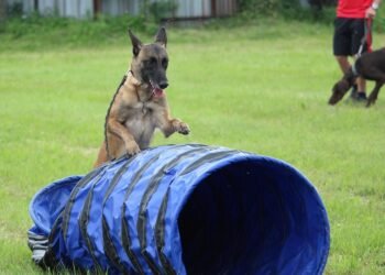 Top-rated Dog Training Academy Right in Your Neighborhood: Find the Perfect Dog School Near You!