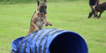 Top-rated Dog Training Academy Right in Your Neighborhood: Find the Perfect Dog School Near You!