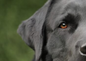 Pawsitively Affordable: Unlocking Your Dog’s Potential Through Affordable Training Methods