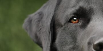 Pawsitively Affordable: Unlocking Your Dog’s Potential Through Affordable Training Methods