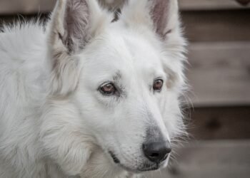 Pawsitively Affordable: Budget-Friendly Dog Training Solutions for Every Pup