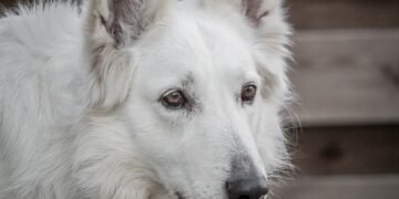 Pawsitively Affordable: Budget-Friendly Dog Training Solutions for Every Pup