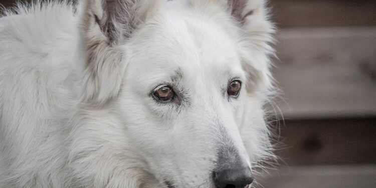 Pawsitively Affordable: Budget-Friendly Dog Training Solutions for Every Pup