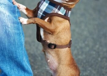 Pawsitively Stylish: The Ultimate Guide to Dog Jeans Fashion